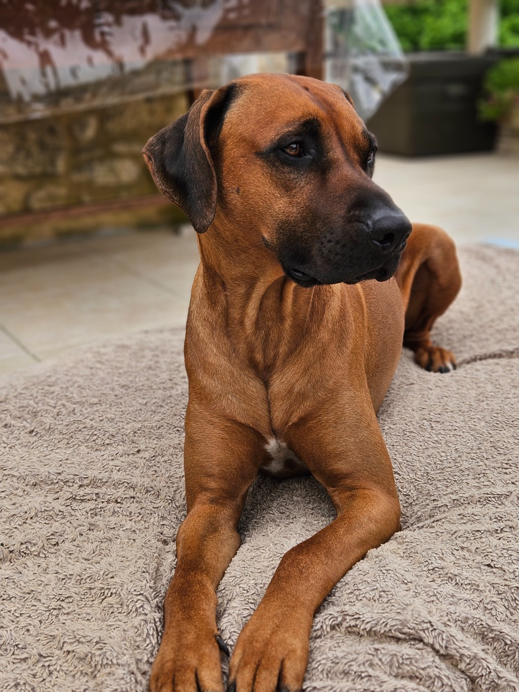 Ryder des prouillacs