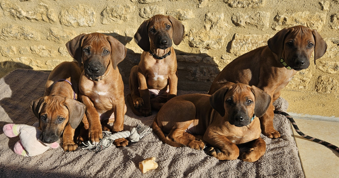 Chiot Rhodesian Ridgeback Des Carpates