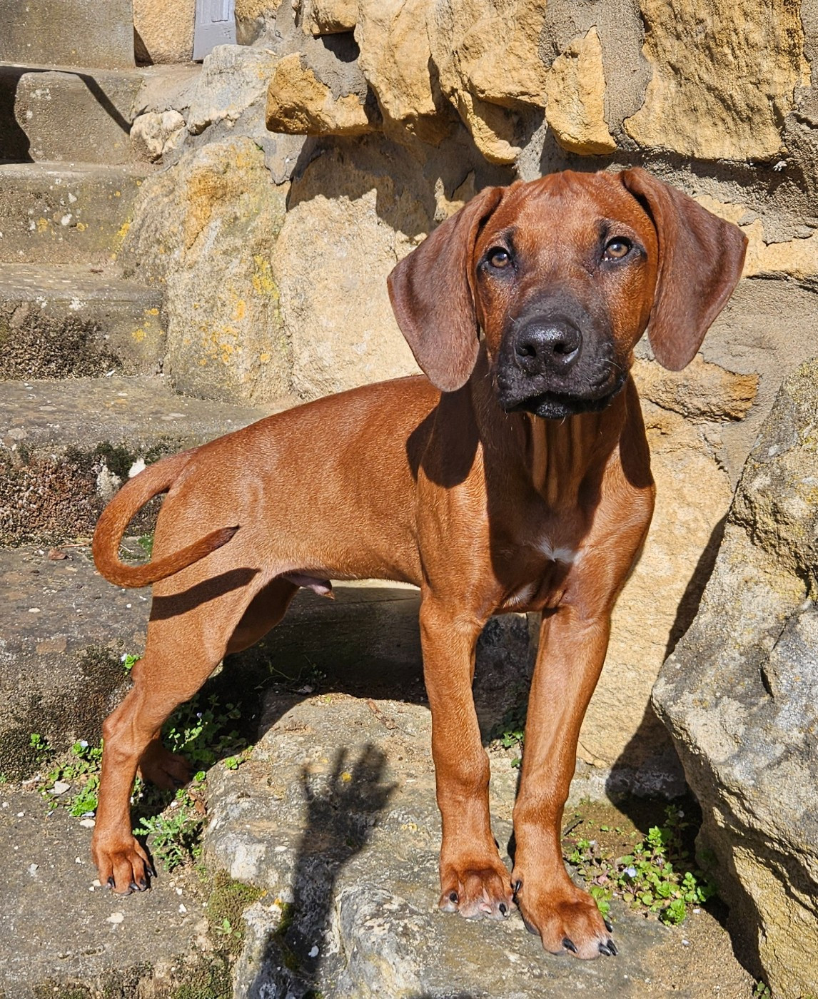 Des Carpates - Chiots disponibles - Rhodesian Ridgeback